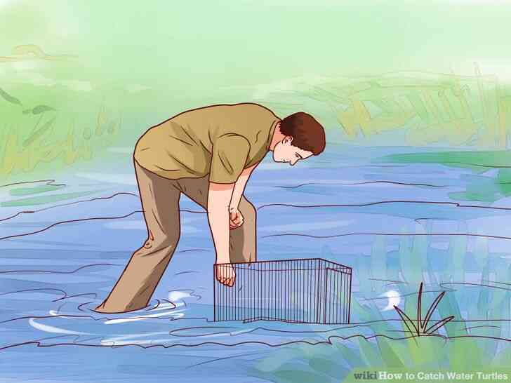 Image intitulée Attraper des Tortues d